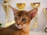 Клубные абиссинские котята - photo 16