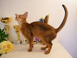 Клубные абиссинские котята - photo 17