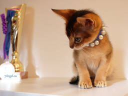 Клубные абиссинские котята