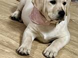 Labradora kucēni - photo 3