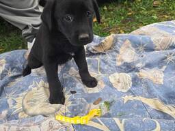 Labradoras retrīvera jauktenis