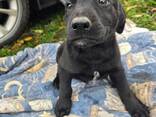 Labradoras retrīvera jauktenis - фото 3