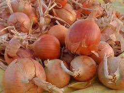 Лук Манас оригинал Лук Стардас оригинал