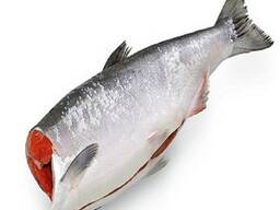 Mackerel Fish/ Frozen Whole Salmon Fish/ Norwegian Prink Salmon Price for sale