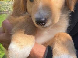 Охранная порода Ховаварт