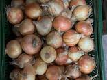 Onions - photo 4