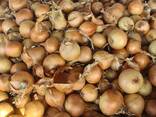 Onions - photo 5
