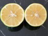 Оптовая продажа Лимон из Турции - фото 2