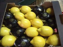 Оптовая продажа Лимон из Турции