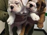 Piedāvāju adopcijai satriecošu angļu buldoga tēviņu un mātīti - фото 1