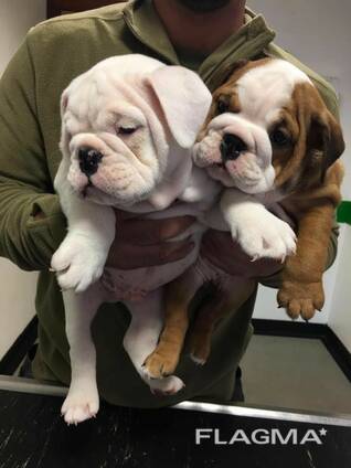 Piedāvāju adopcijai satriecošu angļu buldoga tēviņu un mātīti