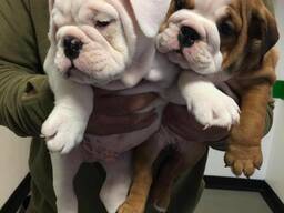Piedāvāju adopcijai satriecošu angļu buldoga tēviņu un mātīti
