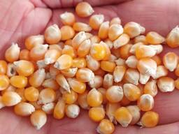 Pārdodu kukurūzu popkornam 100 t