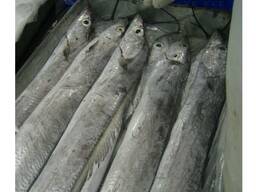 Pārdodu saldētas svaigas veselas apaļas lentes zivis