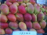 Продам яблоко и грушу Украинские премиум и эконом сортов, соковое, овощи, ягоды 0,3 - 1,5$