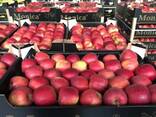 Продажа свежих яблок - фото 3