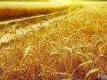 Пшеница - фото 1