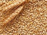 Пшеница продовольственная и фуражная, кукуруза из России, Польши, Украины и Казахскана - фото 1