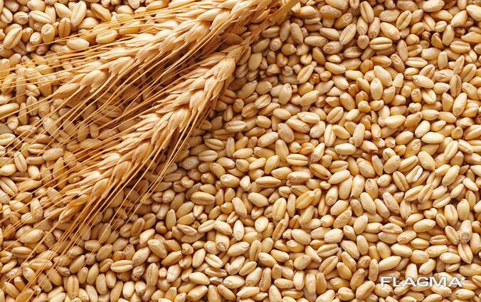 Пшеница продовольственная и фуражная, кукуруза из России, Польши, Украины и Казахскана