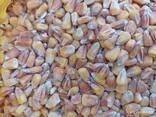 Пшениця 1-2й клас, соя, врожай 2022, кукурудза (Wheat, corn, soybean, harvest 2022) - фото 1