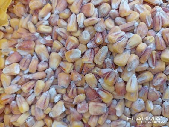 Пшениця 1-2й клас, соя, врожай 2022, кукурудза (Wheat, corn, soybean, harvest 2022)