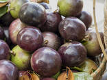Purple Star Apple from Vietnam - фото 3