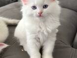 Regdolu kaķēni - фото 3