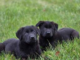 Reģistrēti, čehu darba līnijas, vācu aitu suņu kucēni