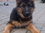 Щенки немецкой длинношерстный овчарки - photo 2