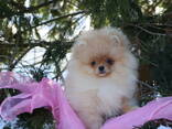 Щенок померанского шпица - photo 3