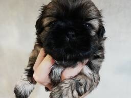 Ши-тцу щенки