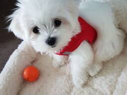 Skaisti Maltas terjera kucēni, kuriem veiktas visas injekcijas