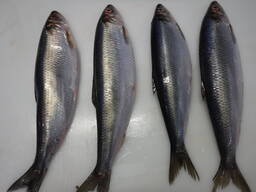 Скумбрия 400-600