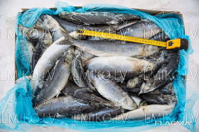 Скумбрия Селедка Окунь Хек Лосось Палтус Креветки Кальмар Зубатка