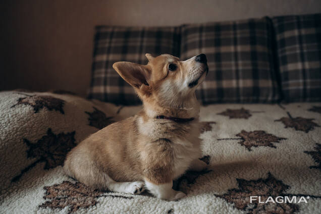 Velsas korgijs pembroks