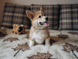 Velsas korgijs pembroks - photo 3
