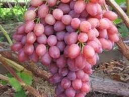Виноград сорт Таифи