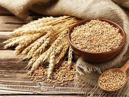 Wheat