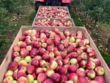 Яблоко напрямую из Польши от производителя - фото 1
